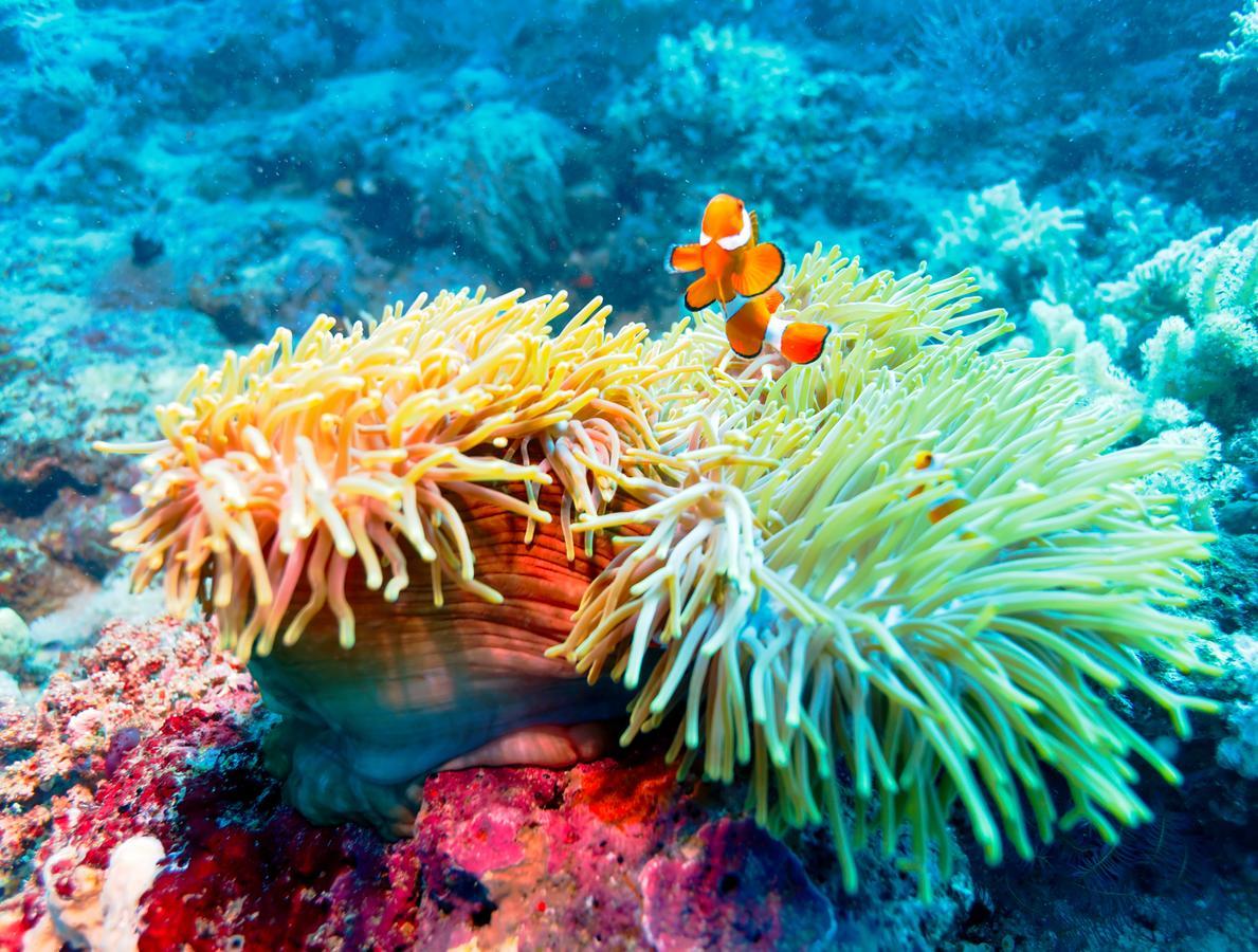Hotel Ocean Beach Maldive Maldives Zewnętrze zdjęcie